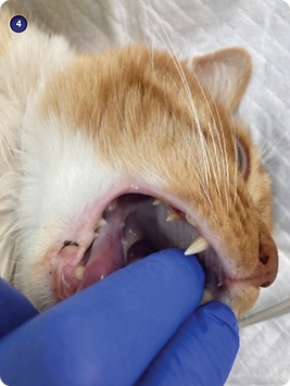 Imagen 4. No abrir completamente la cavidad oral en los gatos.