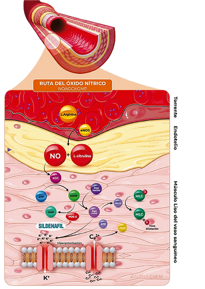 Figura 1. Vía de señalización del Óxido Nítrico y mecanismo de acción de SILDENAFIL.