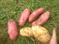 Culture sous Miscanthus