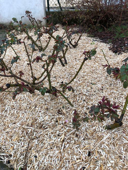 Paillage des Rosiers