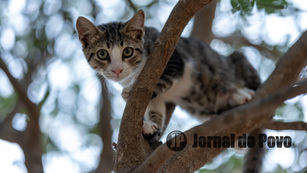 Mulher denuncia homem que derrubou gata de árvore para ataque de cães, em Marília. Animal ficou gravemente ferido 
