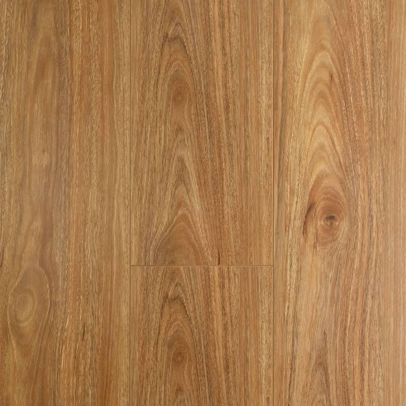 Spotted Gum.jpg