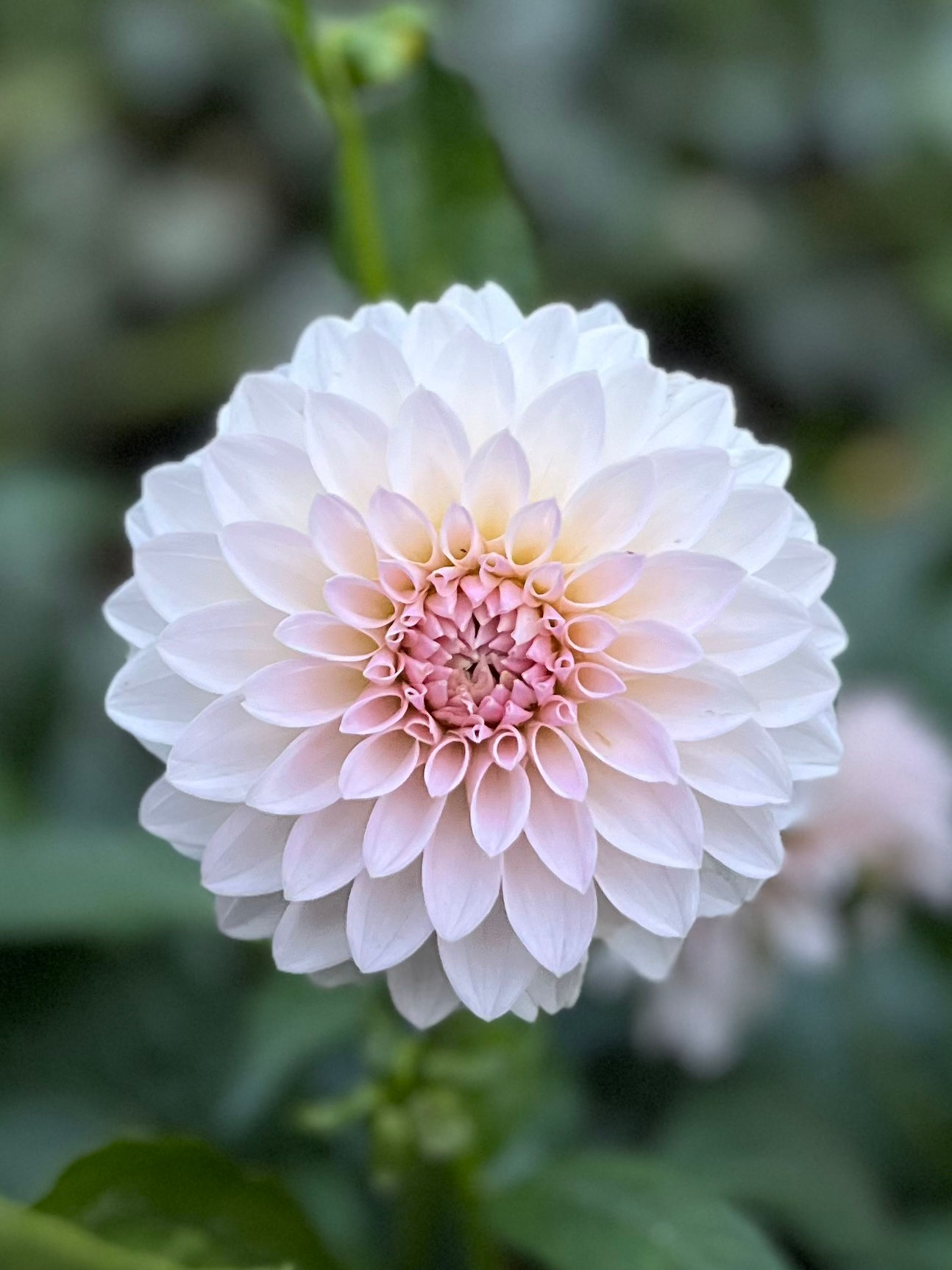 Bloomquist Tory P dahlia