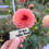 Thumbnail: 20th Ave Softer Peach Dahlia