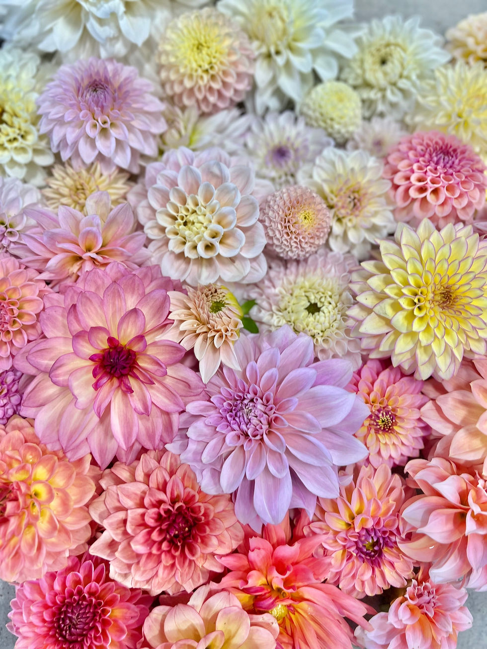 Thumbnail: 4 Week Dahlia Subscription