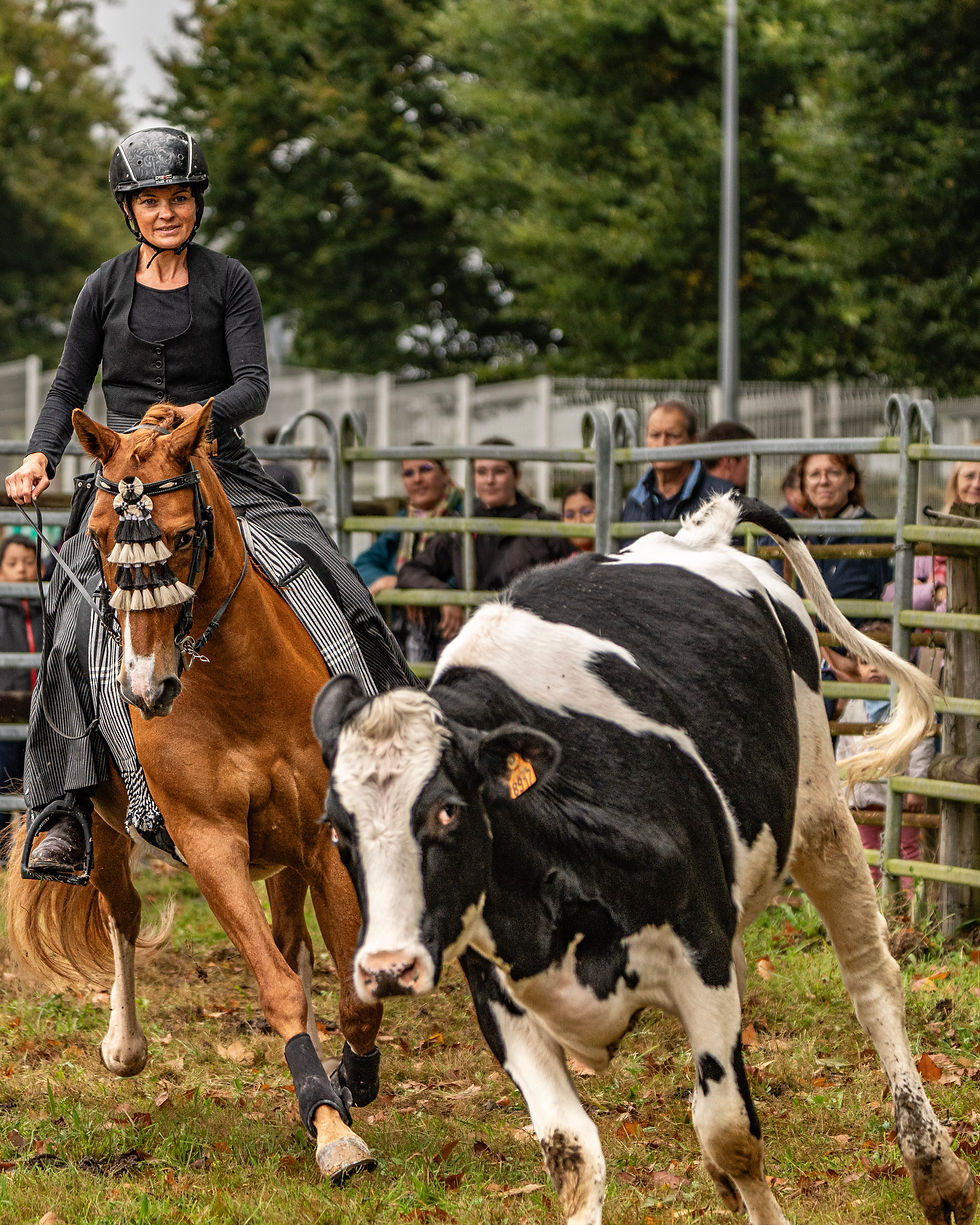 Démonstration d'équitation de travail