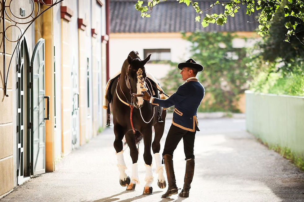 Cours de Dressage Classique et Haute École