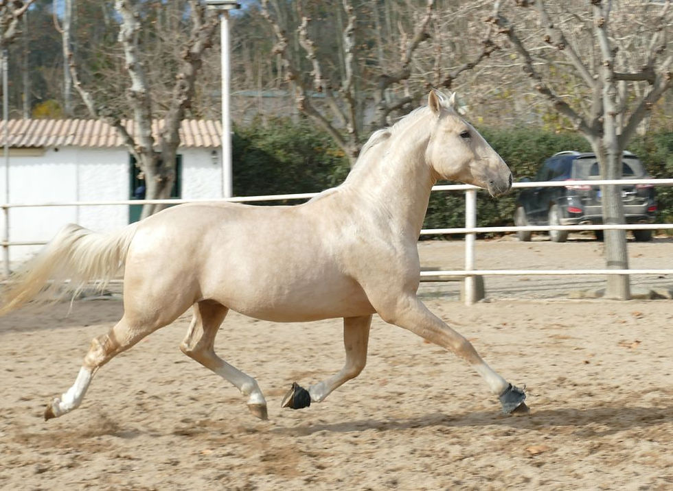 Miniatura: Morante - palomino entero