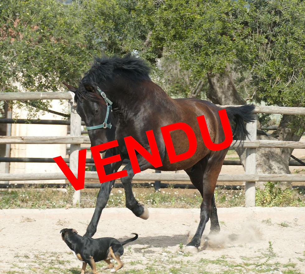 Rondeño - PRE entier