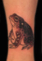 frog