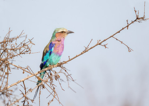 Lilac Breasted Roller.jpg