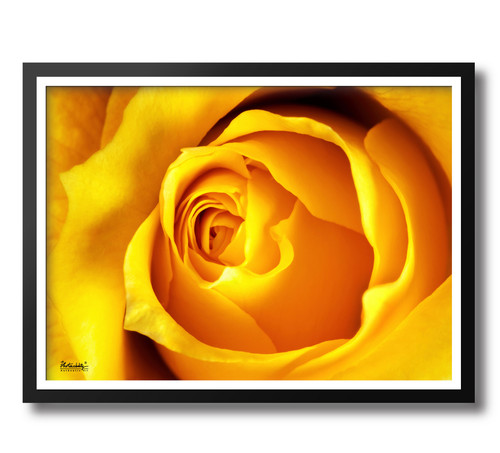Yellow Rose | Photonability