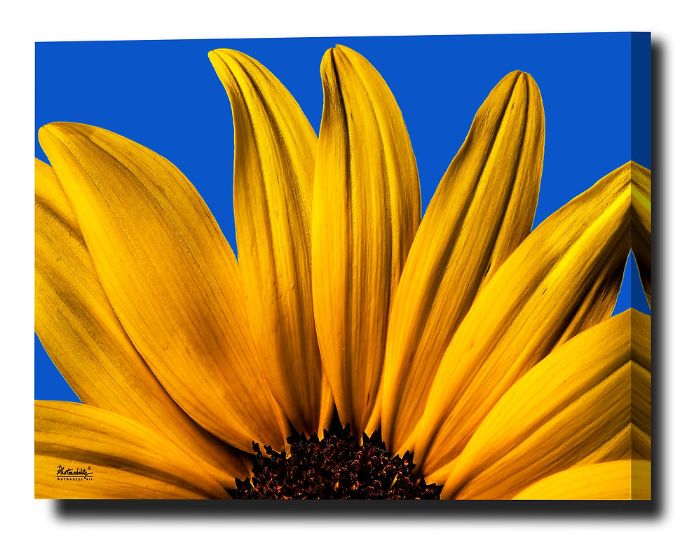 Sunflower Macro Yellow Petals Flower Summer New York