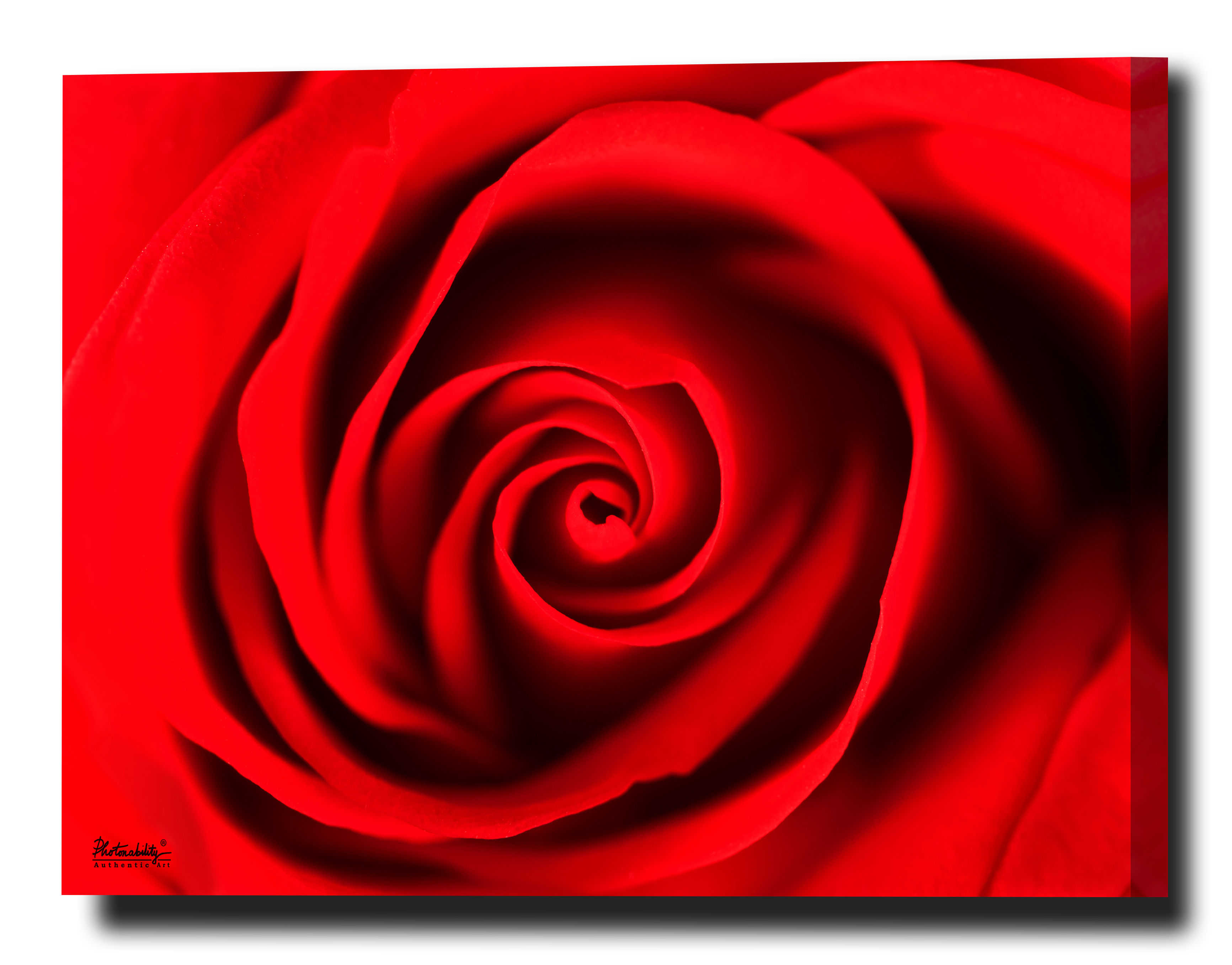 Red Rose
