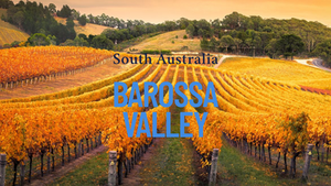 தெற்கு ஆஸ்திரேலியாவின் பரோஸா பள்ளத்தாக்கின் கதை - SBS Tamil Australia Radio