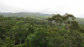 The story of Deintree Rainforest, Queensland, Australia