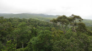 The story of Deintree Rainforest, Queensland, Australia