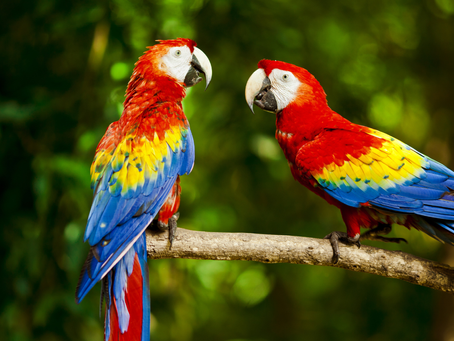 பஞ்சவர்ணக்கிளி - சிறுகதை - உயிர்மெய்யார் - 04.11.2025