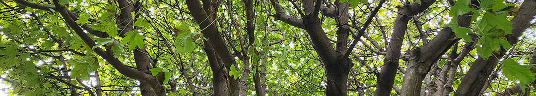 East End Tree Service photo 4