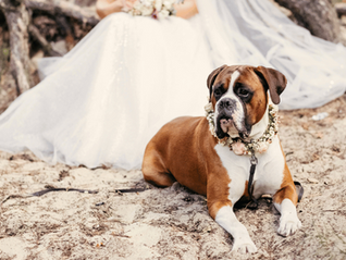 ¡Amor peludo de cuatro patas! Celebra tu boda con tus mascotas: Guía completa para una experiencia inolvidable