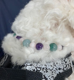 Petit chien bichon qui porte un collier anti excema