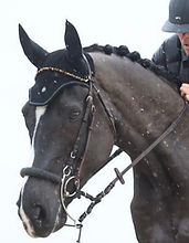cheval qui porte un frontal LBE en pierres naturelles
