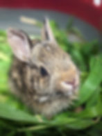A small rabbit that looks almost grown-up surrounded by grass