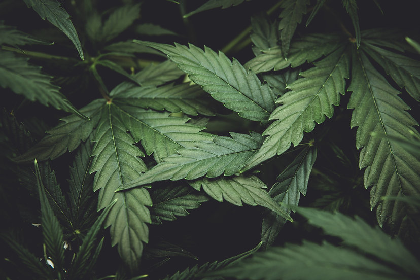 Urbane Hemp BG.jpeg