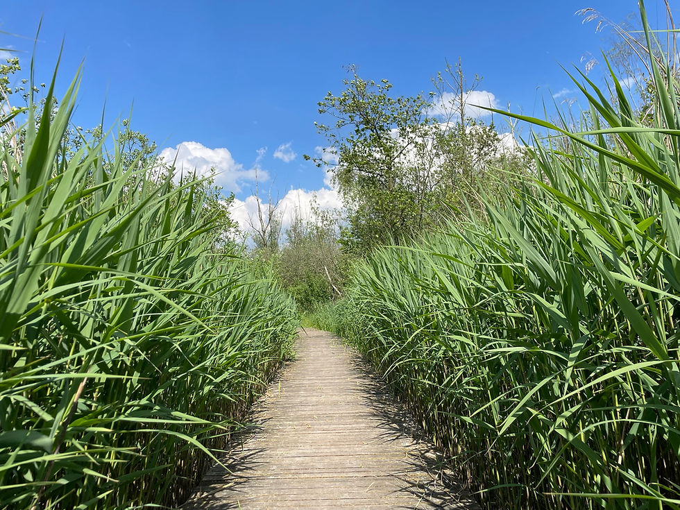 Birdwatching Golfbaan & Park Hitland | 16 mei