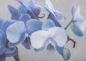 Blue Orchid_edited.jpg