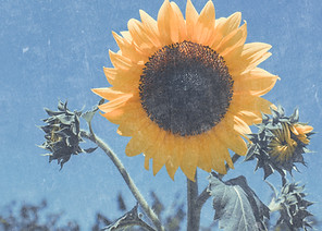 Sunflower_edited.jpg