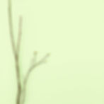 simple, pastel green, undistracting nature incorporated on the side.jpg