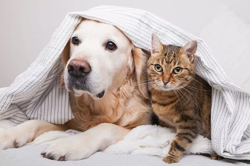 0_Happy-young-golden-retriever-dog-and-cute-mixed-breed-tabby-cat-under-cozy-plaid-Animals