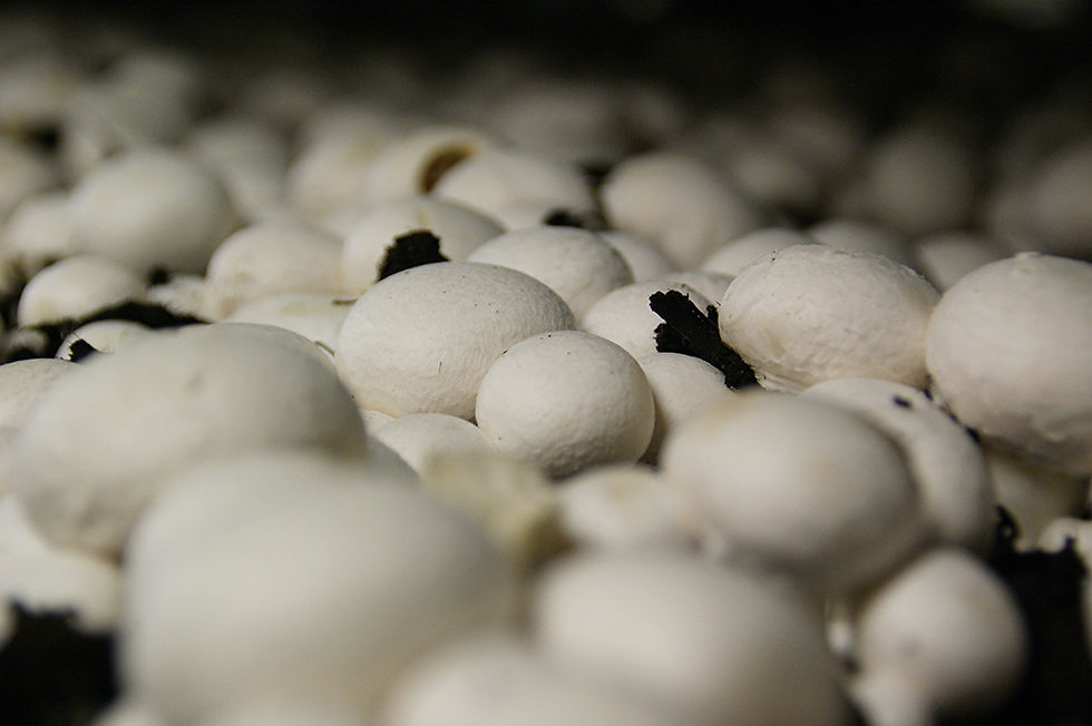 Mushroom Farming: Challenges and Opportunities