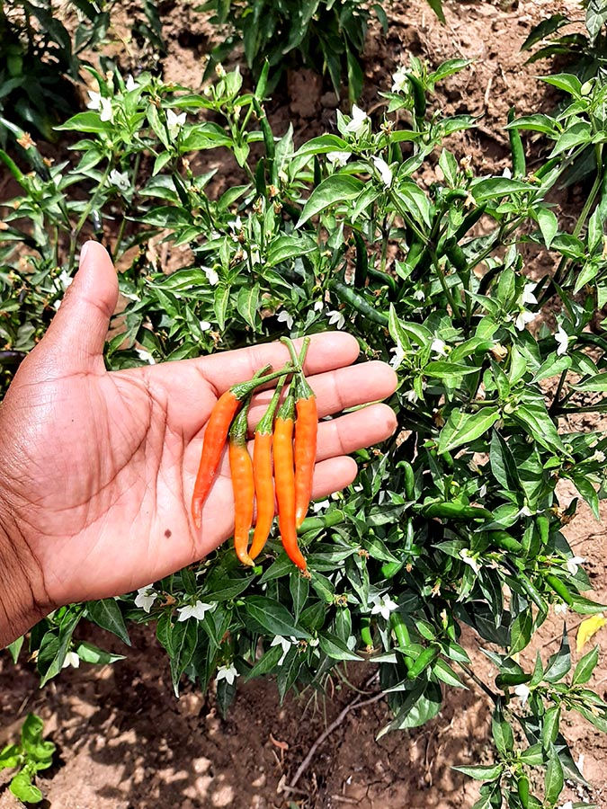 Pepper Farming