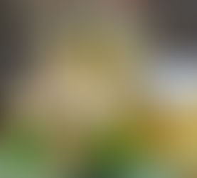 How to Make a Ginger Bug (and What to Do When It’s Alive)