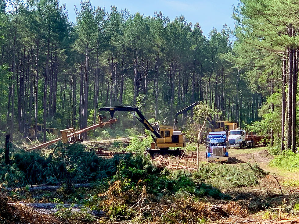 Albany Ga Walker Forest Resources