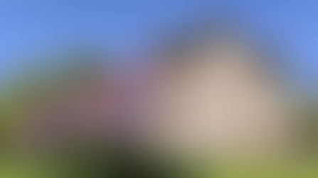 C'est le printemps au manoir de la tour, la floraison du cerisier japonais resplendit de sa beauté !