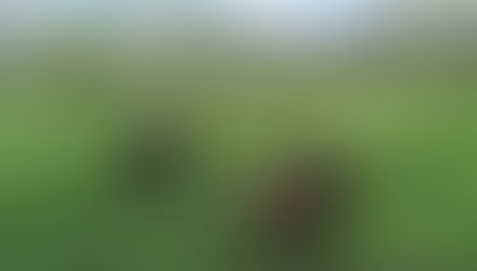 En ce début de printemps, les animaux sont à l'affiche !