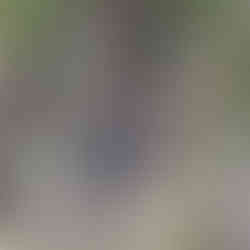 Romu encontra covas e ossada humana em trilha de mata em Cotia