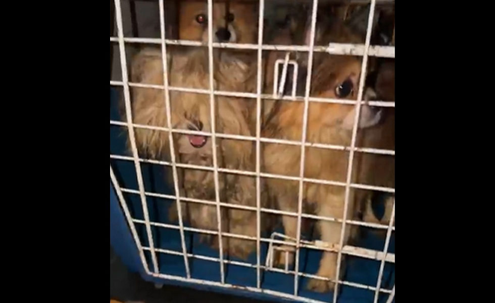 Osasco: GCM prende mulher em flagrante e resgata 25 cães em situação de maus-tratos