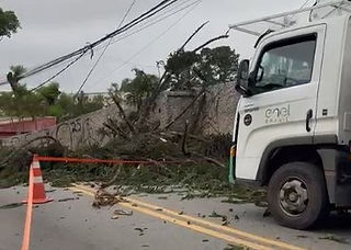 Granja Viana: Araucária é cortada e cai sobre rede elétrica na Avenida São Camilo