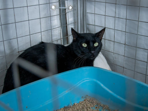 Meu Pet Legal: Carapicuíba realiza Feira de Adoção de cães e gatos na Cohab 5