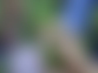 Barueri: Cetas realiza soltura de animais em Caraguatatuba