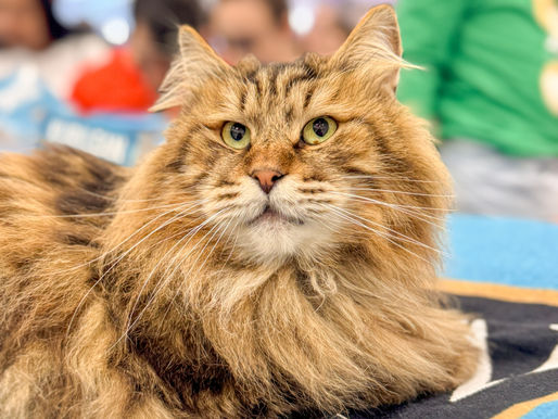 Cat Experience: Exposição de gatos exóticos acontece neste fim de semana