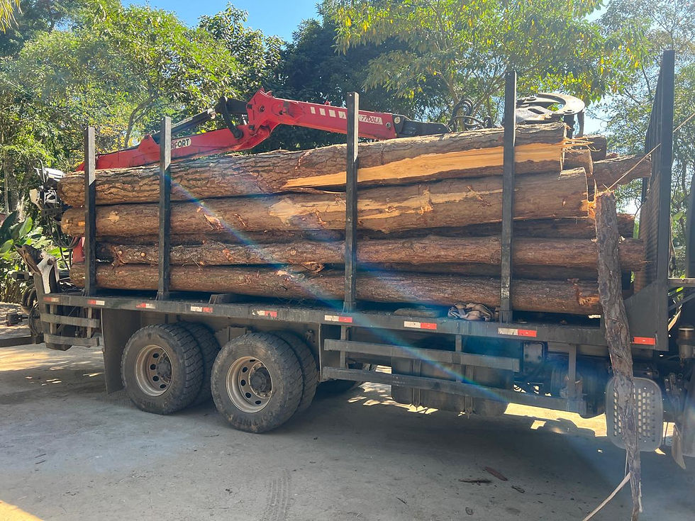 Polícia Ambiental: Fiscalização aérea flagra crime ambiental em área embargada de Cotia