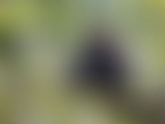 “Varíola do Macaco”: Secretaria de Meio Ambiente alerta que macacos não transmitem a doença