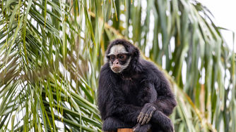 Macacos-aranha-da-testa-branca ameaçados de extinção reforçam programa de conservação no Zoológico de SP