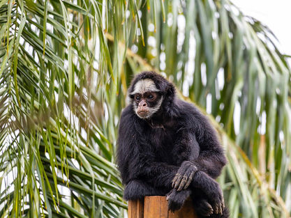 Macacos-aranha-da-testa-branca ameaçados de extinção reforçam programa de conservação no Zoológico de SP