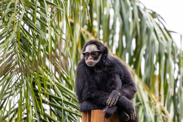 Macacos-aranha-da-testa-branca ameaçados de extinção reforçam programa de conservação no Zoológico de SP